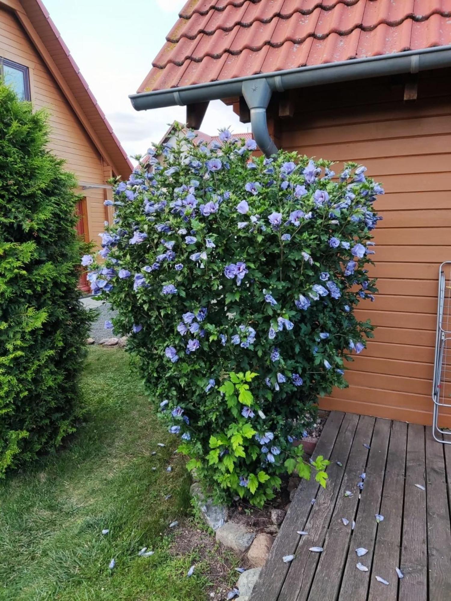 Ferienhaus Bliev-Hee Nr 4 Klink Buitenkant foto